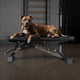 AmStaff Fitness AF-2200 Adjustable Bench